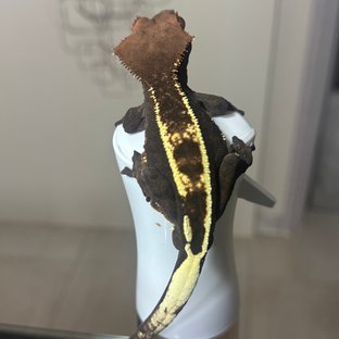 카푸치노