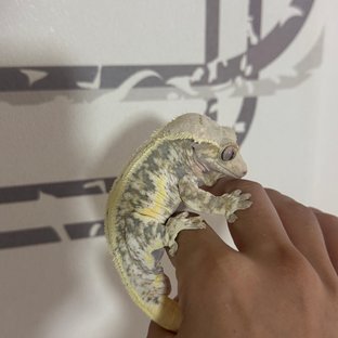 릴리화이트