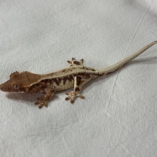 프라푸치노
