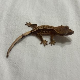 노멀