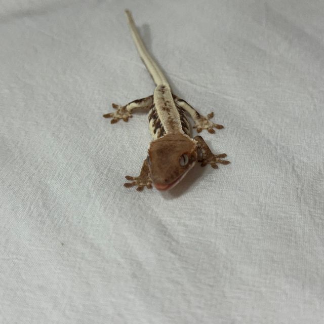 프라푸치노