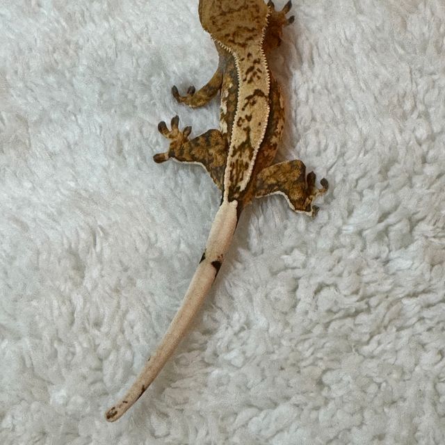 노멀 핀스트라이프