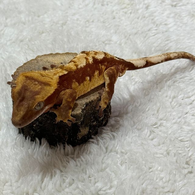 노멀 익스트림할리퀸 레드