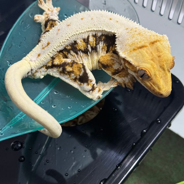 릴리화이트 트라이