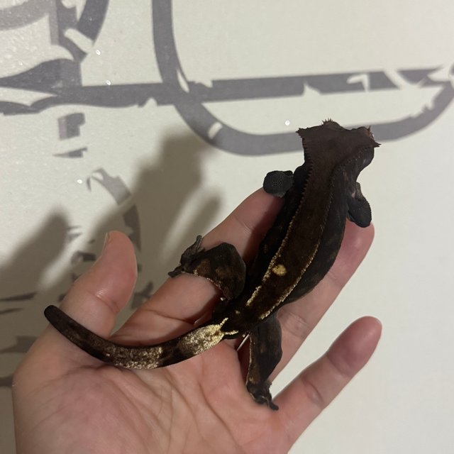 카푸치노
