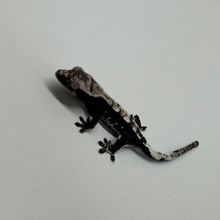 아잔틱