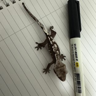 아잔틱