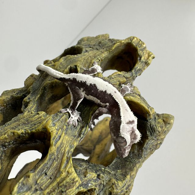 릴잔틱