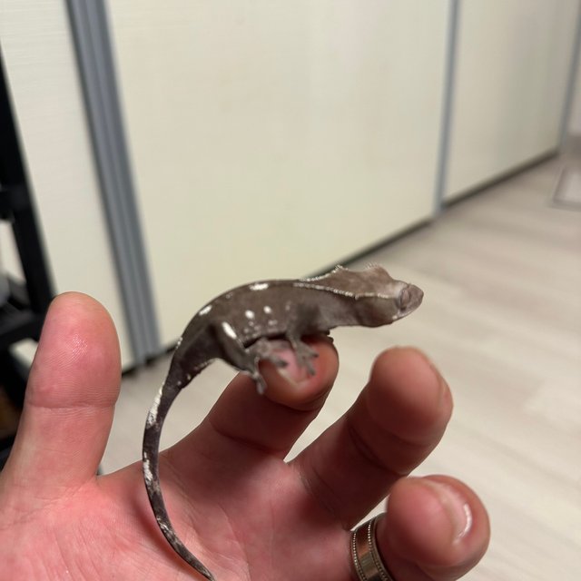 아잔틱