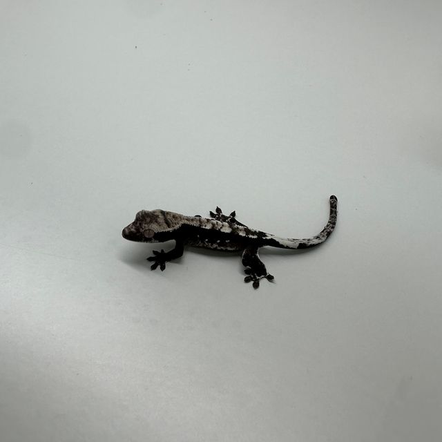 아잔틱