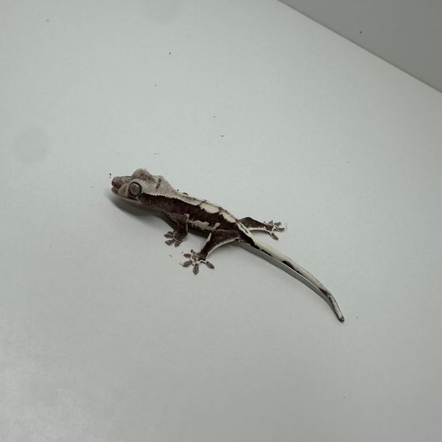 릴잔틱