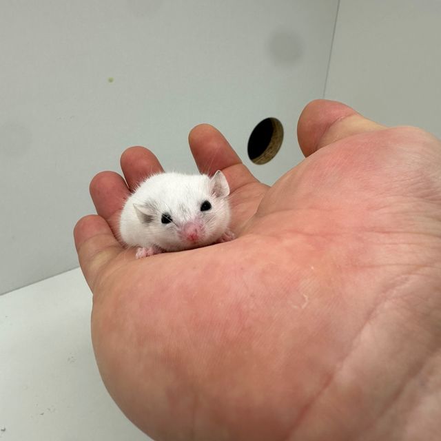 루시스틱