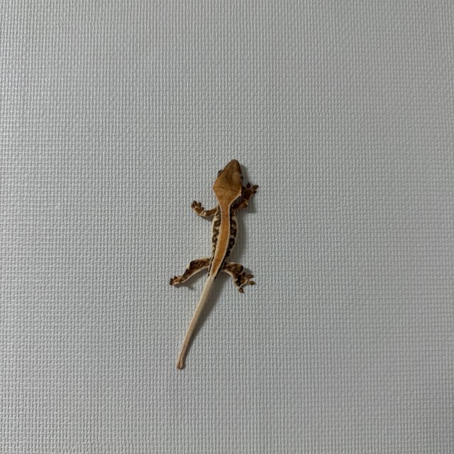 솔리드백 릴리화이트