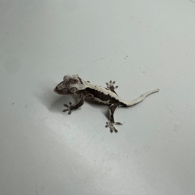 릴잔틱