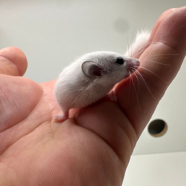 루시스틱