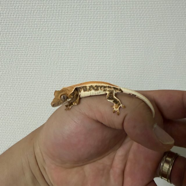 솔리드백 릴리화이트