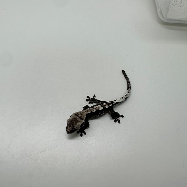 아잔틱