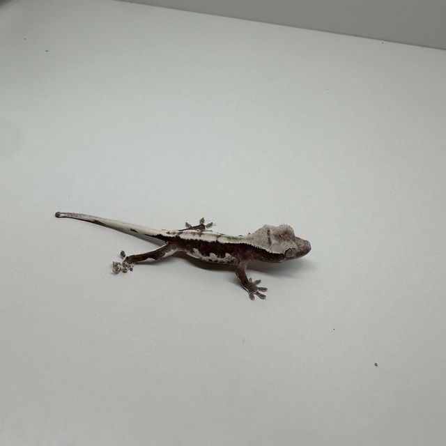 릴잔틱