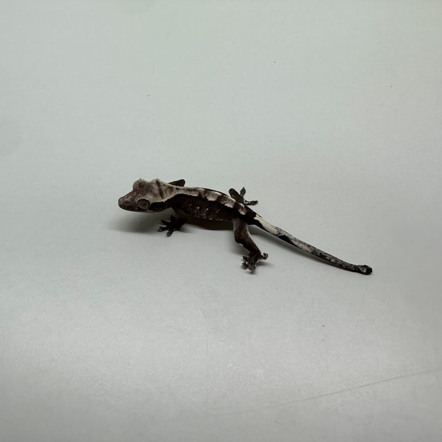 아잔틱