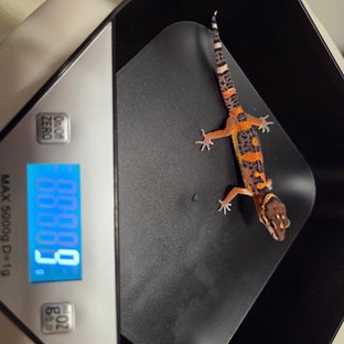 다크 블러드 텐저린