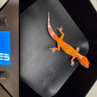 블러드 만다린 다크