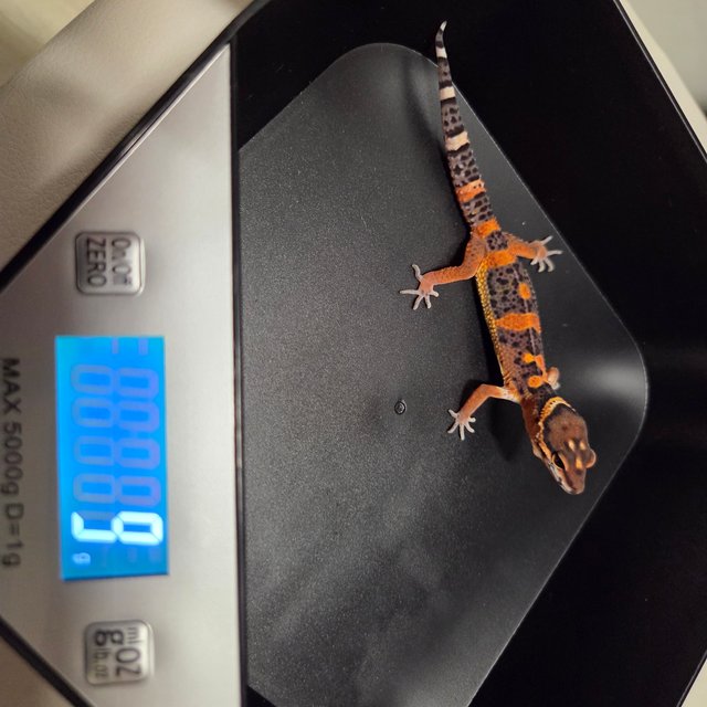 다크 블러드 텐저린