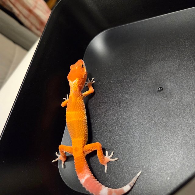 블러드 만다린 다크