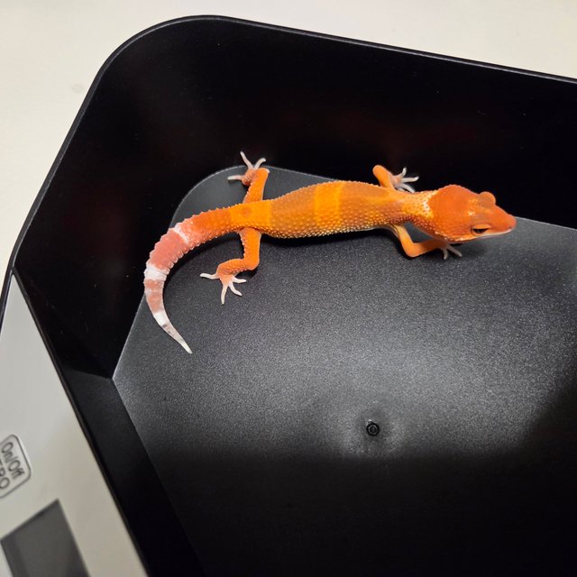 블러드 만다린 다크