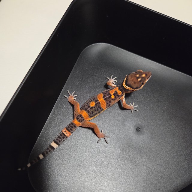 다크 블러드 텐저린