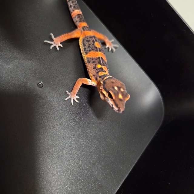 다크 블러드 텐저린