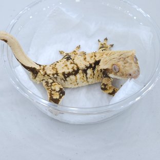 트라이 드리피 익스트림할리퀸 노멀