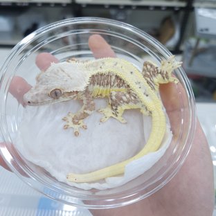 릴리화이트 릴리100%헷아잔틱 100%헷아잔틱