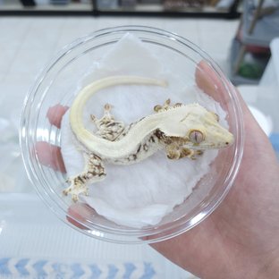 릴리100%헷아잔틱 릴리화이트 100%헷아잔틱 솔리드백