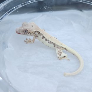 릴리 세이블 릴리화이트 세이블 드리피 화이트