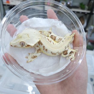 릴리화이트 크림 크림시클 옐로우