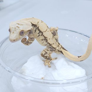 트라이 익스트림할리퀸 노멀