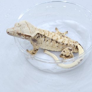 트라이 드리피 익스트림할리퀸 노멀