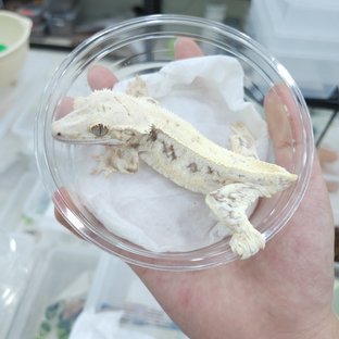 릴리화이트 화이트