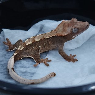 초초