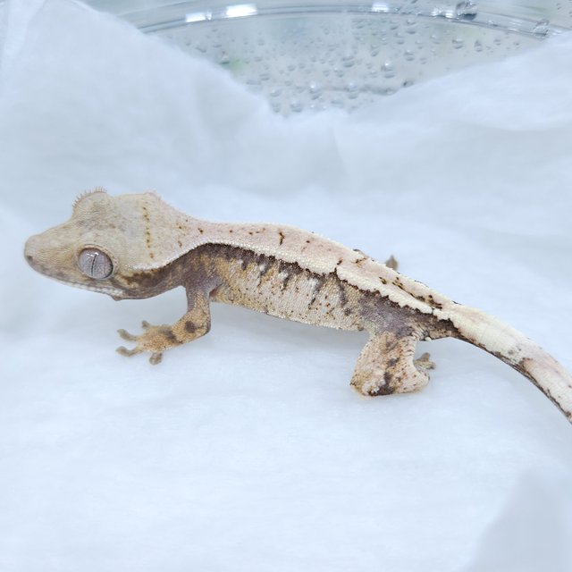 세이블 화이트스팟