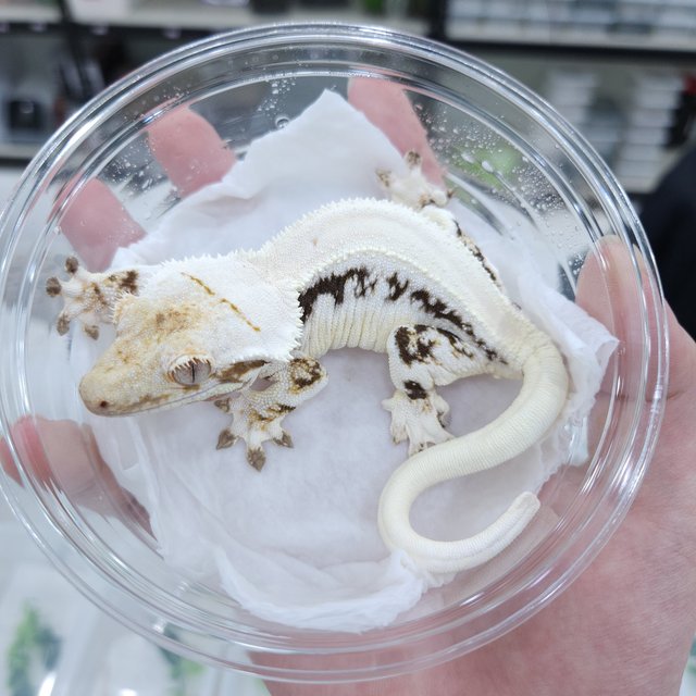 릴리화이트 화이트 솔리드백