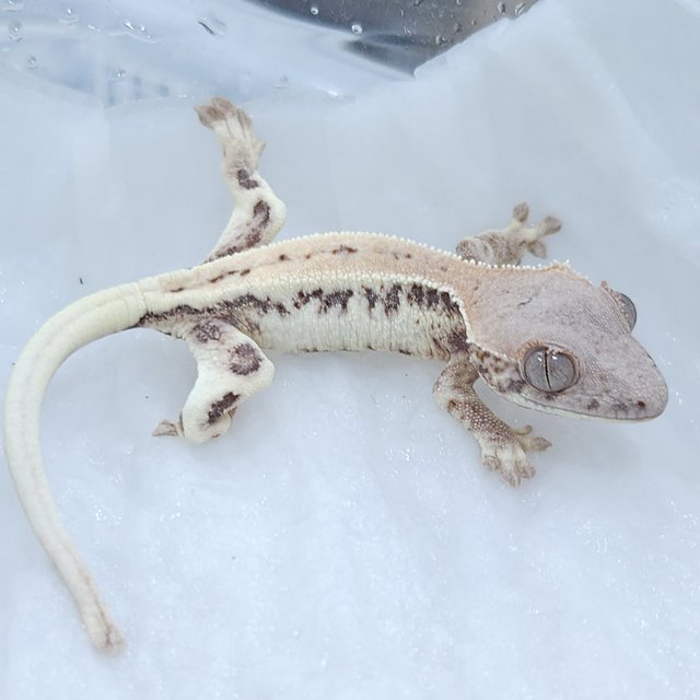 릴리 세이블 세이블 릴리화이트 화이트