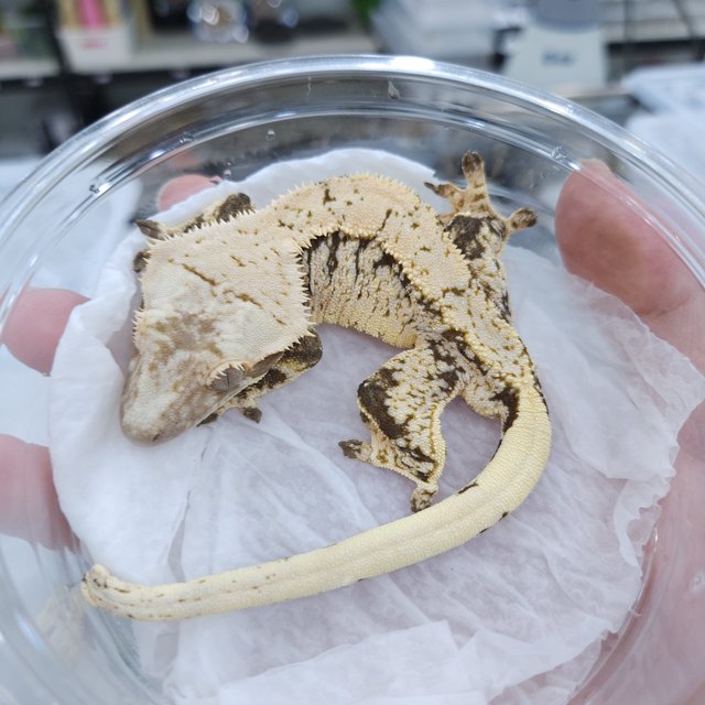 노멀 화이트포트홀 화이트스팟 트라이