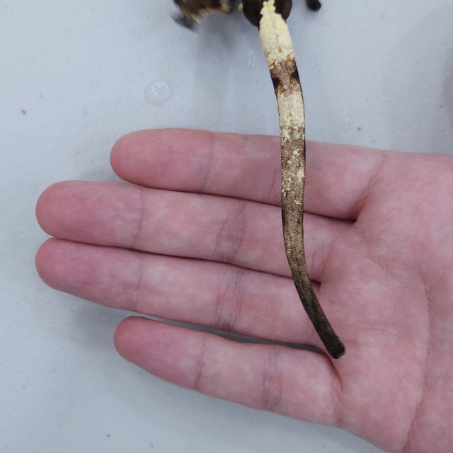 텐저린 다크 세이블