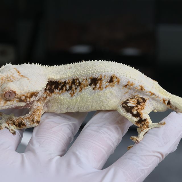 트라이 릴리화이트