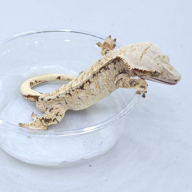 트라이 드리피 익스트림할리퀸 노멀