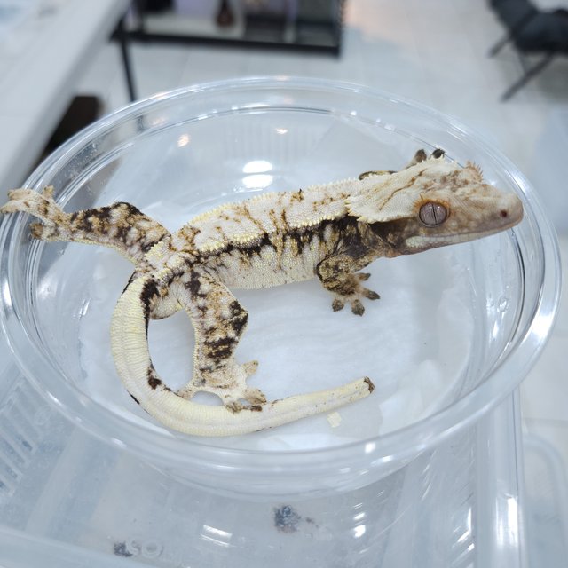 노멀 트라이 드리피 익스트림할리퀸 100%헷초초