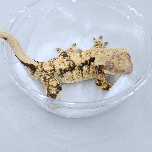 트라이 드리피 익스트림할리퀸 노멀