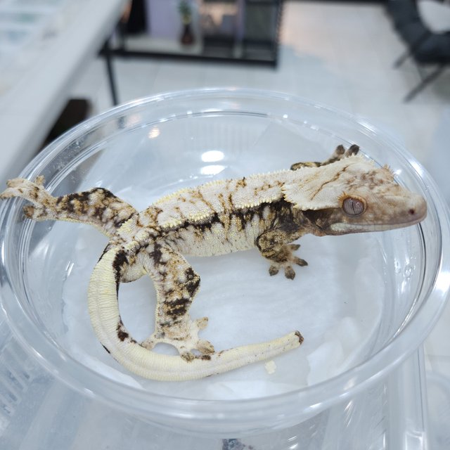 100%헷초초 노멀 트라이 익스트림할리퀸