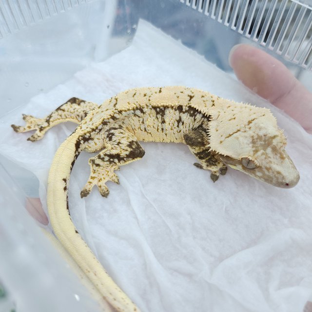 노멀 화이트포트홀 화이트스팟 트라이